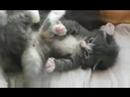 Kurze Video-Dokumentation der Aufzucht unseres B-Wurfs in wöchentlichem bis 14-tägigem Abstand, hier Teil 3.Weitere Bilder und Infos unter www.cattegat.de