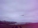 tero loco de Svalbard - crazy bird at Alesund, Svalbard