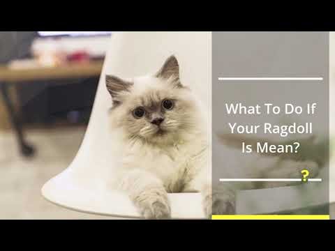 Are Ragdoll Cats Mean. Ragdoll Cats Behaviour Problems