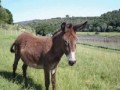 Wild Olive Guest Farm Stilbay South Africa Movie 1