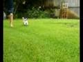 my dog is lightning fast