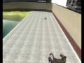 Indian Movie Horseslide Tribute