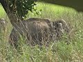 Corbett - A family of Wild Elephants