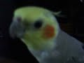 My bird Cinnie beatboxing!!! please rate and comment THANX!