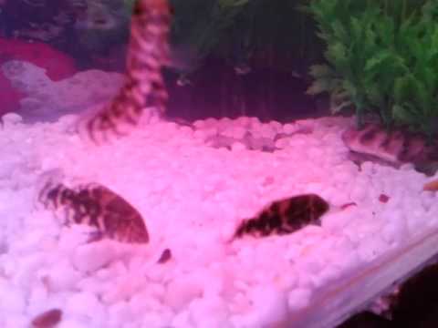 how to grow oscar faster