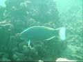 hanauma-bay-free-dive-with-chopins-larghetto.html