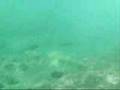 Hanauma Bay Free Dive with Chopin's Larghetto
