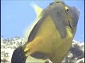 cozumel magic scuba diving