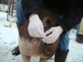 AI Hereford Hog