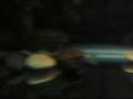 videos de New turtle tanks