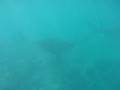 マンタ グレーバリアリーフ/Manta rays at the Great Barrier Reef 2
