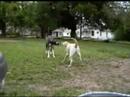 great-dane-against-yellow-lab.html