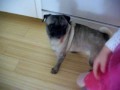 Stray,Pug,GMPR