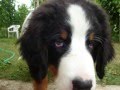 my dog (Horus) bovaro bernese