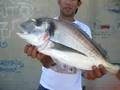 DORADA 4.2 K PESCA, RAUL ,