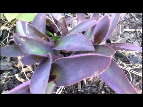 how to care for purple queen plant