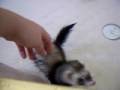 videos de I ish a smart Ferret (bath time!)