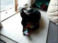 videos de Kelpie VS Snake