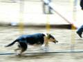 Agility Horka c.7