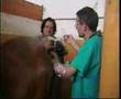 Inseminazione artificiale cavalla