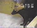 Dog Fighting Special