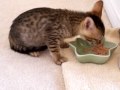 New Kitten Loves Breakfast