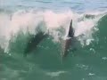 surfing dolphins