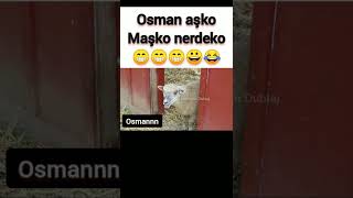 OSMAN BEYZA Koyun videoları Mamikan Dublaj