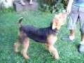 Airedale Terrier video