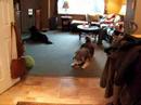 Isis the Siberian Husky Does A Mini Treat Dance