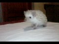 Erizito 2