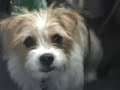 puppies