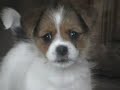 puppies
