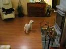 Bichon Frise Viivi leikkii helikopterilla