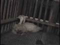 Crueldade contra ganços e patos...ataque de ratos...parte 3