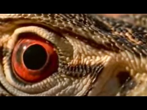 Desert - Welcome to Australia - the land of the lizard! Wild Australian poisonous animals like snakes and scorpions are no match for these reptiles. From the BBC.