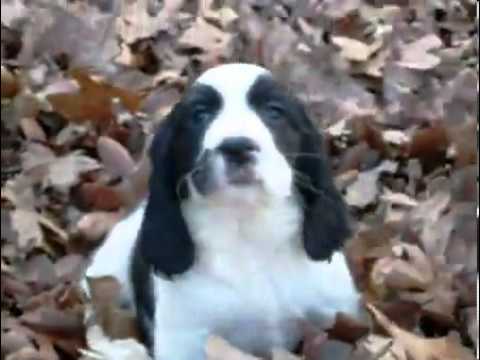AKC Maggie's Girl 3