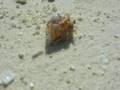 Maldives Veligandu