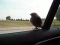 videos de Bird on a cars, Oiseau sur une voiture