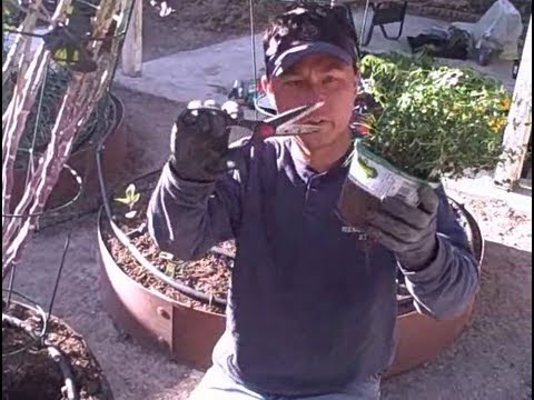 how to transplant mint into a pot