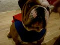 English Bulldog and Pitbull