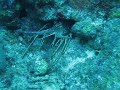 Lobster
