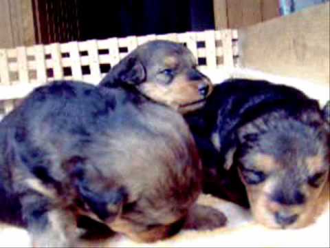 welsh terrier puppies