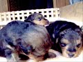 welsh terrier puppies