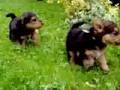 welsh terrier puppies