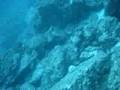 Ver video
