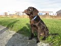 Longhaired pointer retrieving a dummy