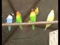 Agapornis like singing