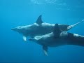 dophins