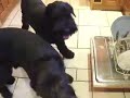 Giant Schnauzers Argue Over Dishwasher Rights